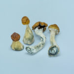 Image of four B+ Psilocybe Cubensis mushrooms with distinctive caramel-colored caps and robust stems, ideal for psychedelic exploration.