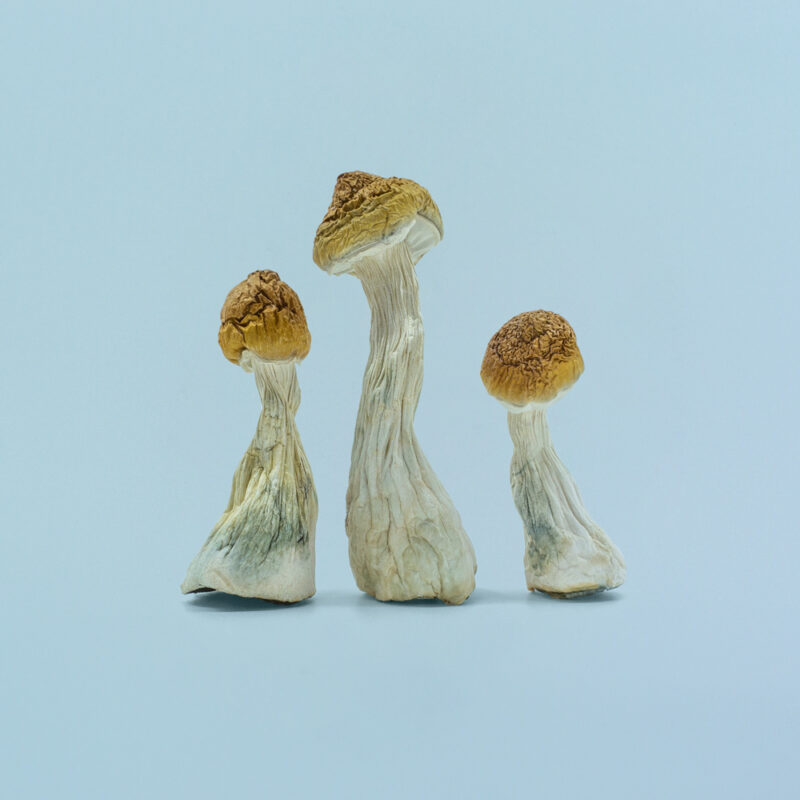 Image of 3 B+ Psilocybe Cubensis mushrooms with distinctive caramel-colored caps and robust stems, ideal for psychedelic exploration.