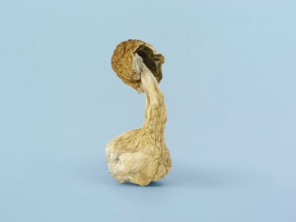 A single Golden Teacher psilocybe cubensis magic mushroom with a golden-yellow cap and slender stem, known for its balanced potency, gentle euphoria, and introspective effects.