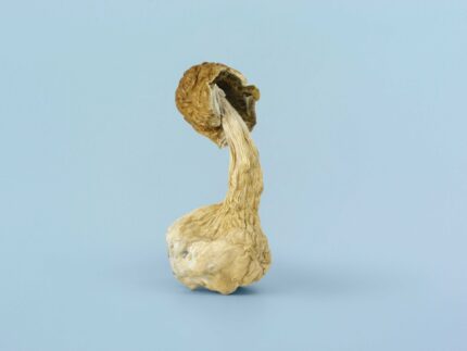 A single Golden Teacher psilocybe cubensis magic mushroom with a golden-yellow cap and slender stem, known for its balanced potency, gentle euphoria, and introspective effects.